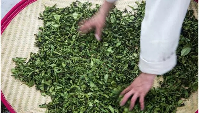 铁观音制茶 铁观音制茶
