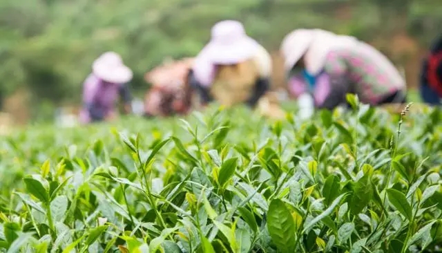 采茶 采茶