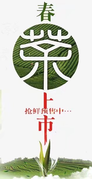 铁观音春茶上市 铁观音春茶上市