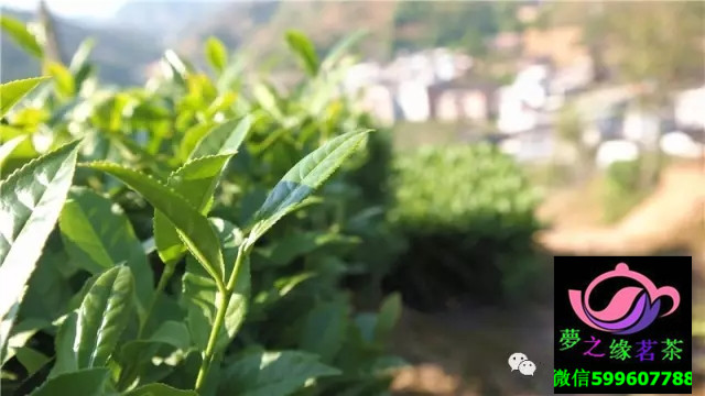 茶青 茶青