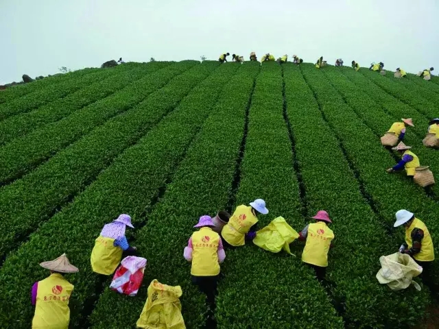 采茶 采茶