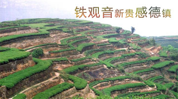 铁观音发源地原产地 铁观音发源地原产地
