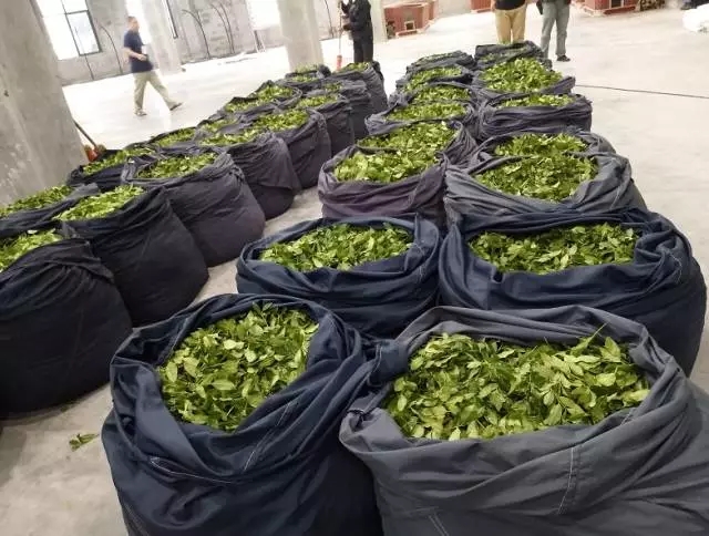 茶青 茶青