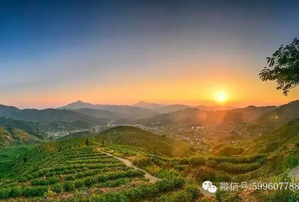 铁观音茶园 铁观音茶园