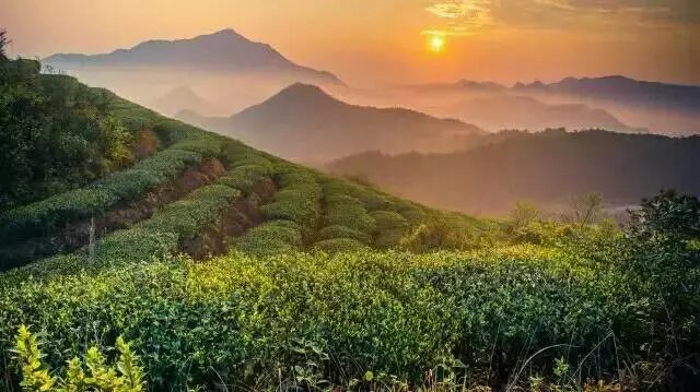 铁观音茶园 铁观音茶园
