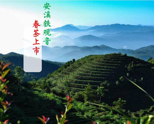 铁观音春茶上市 铁观音春茶上市